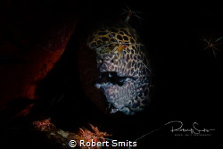 This honeycomb moray eel (Muraena melanotis) was being cl... by Robert Smits 